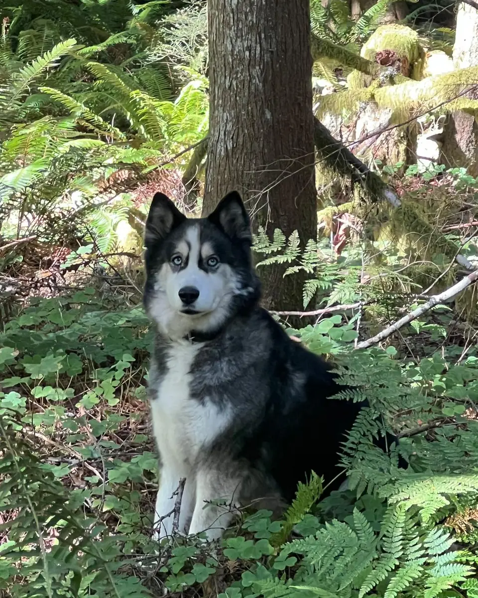 Ghost the husky sitting in the ferns of a Pacific Northwest forest, staring down the camera