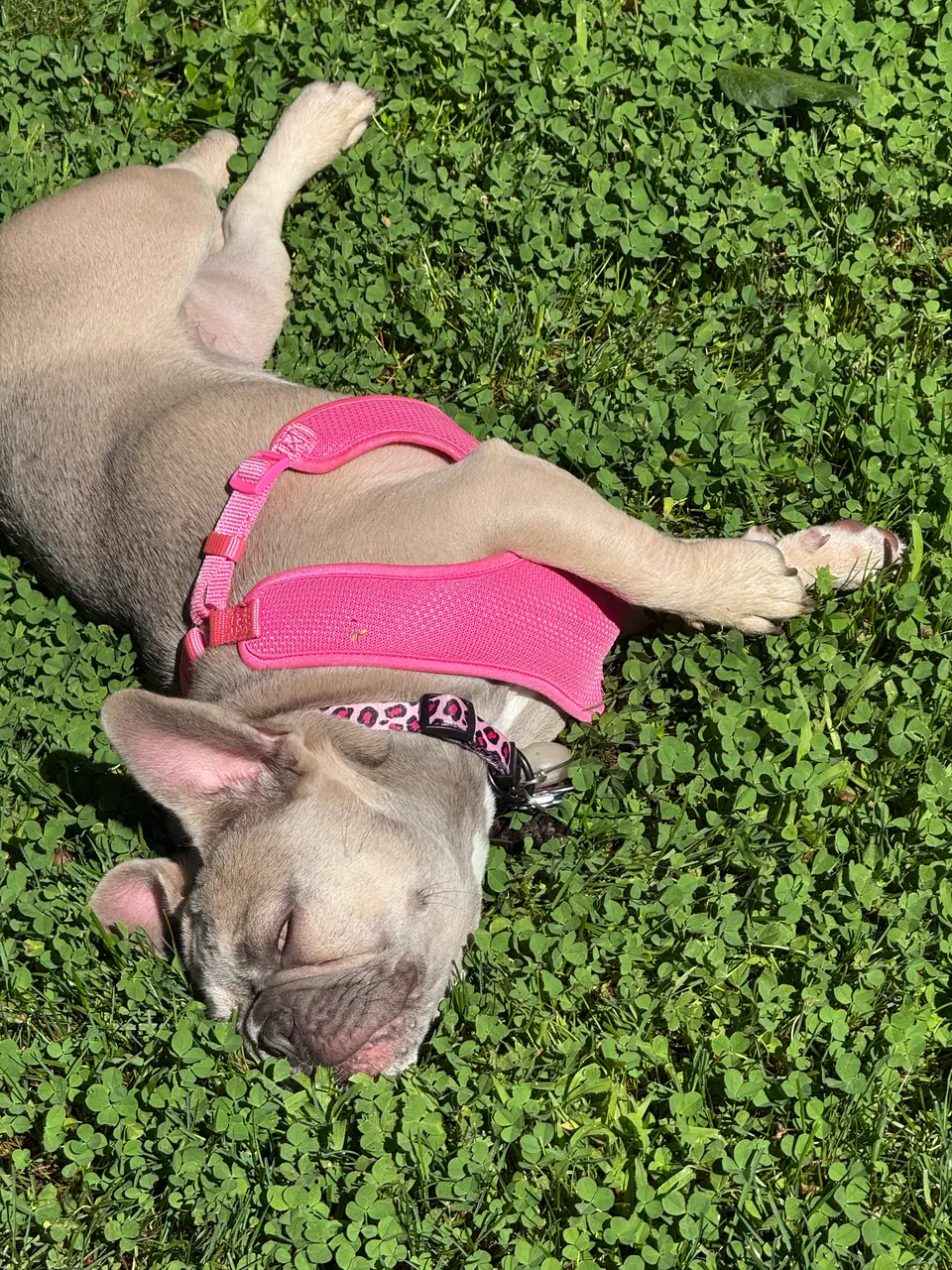 Kiwi asleep belly-up in the clover