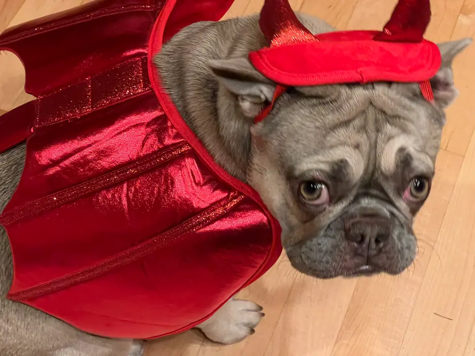 Kiwi the French bulldog in a red devil costume with tiny horns