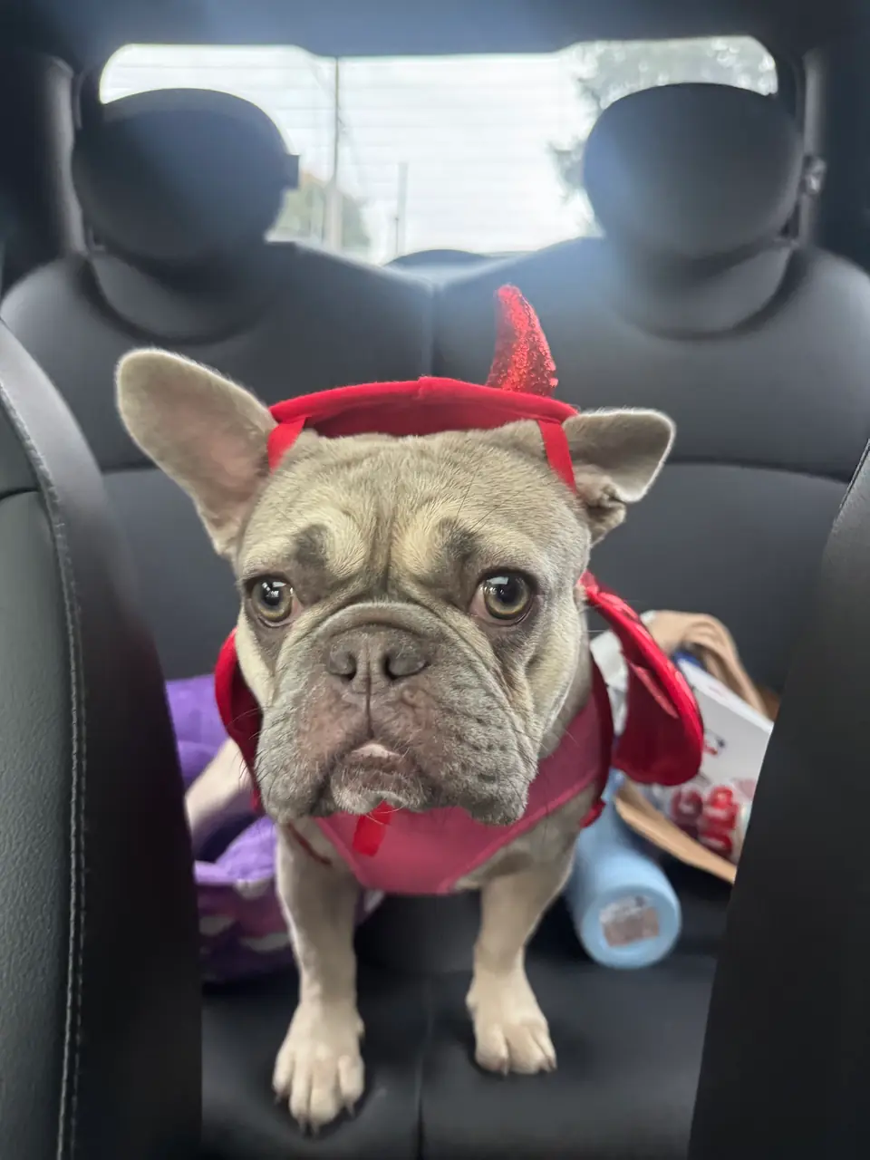 Kiwi: Little devil