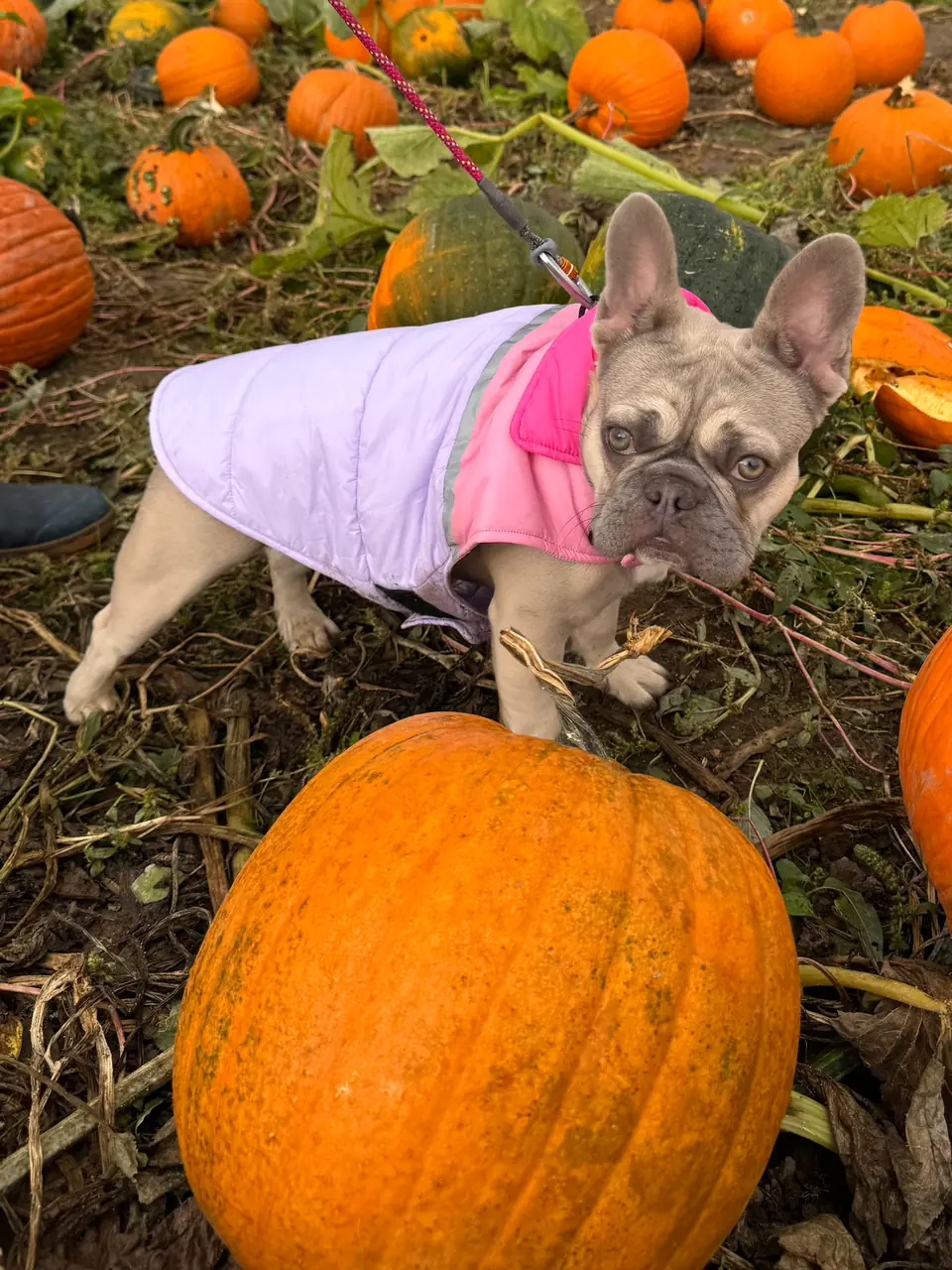 Kiwi: Pumpkin patch kid