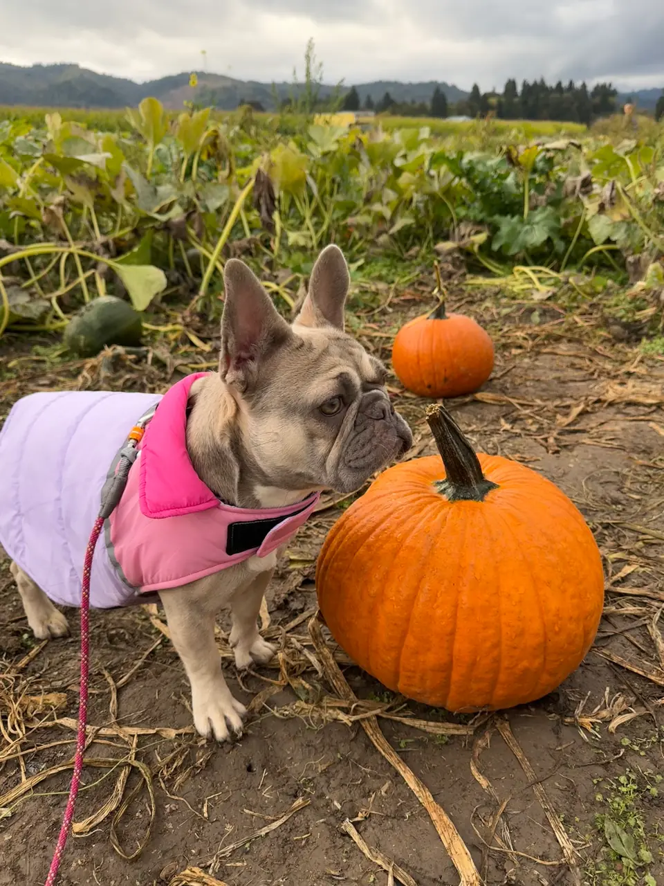 Kiwi in a pink puffer vest sniffing a pumpkin at the patch