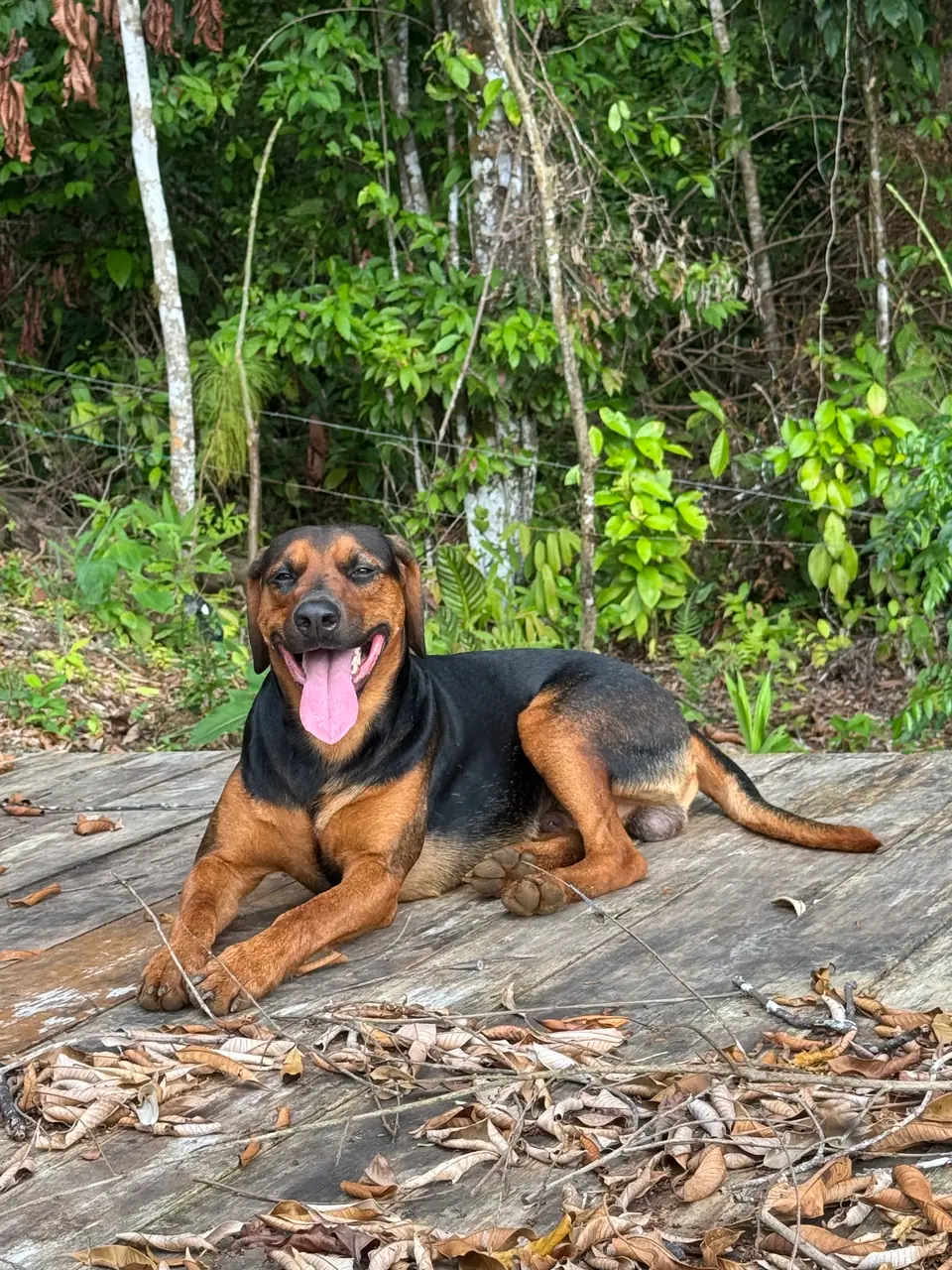 Loki lounging on the jungle deck, tongue out