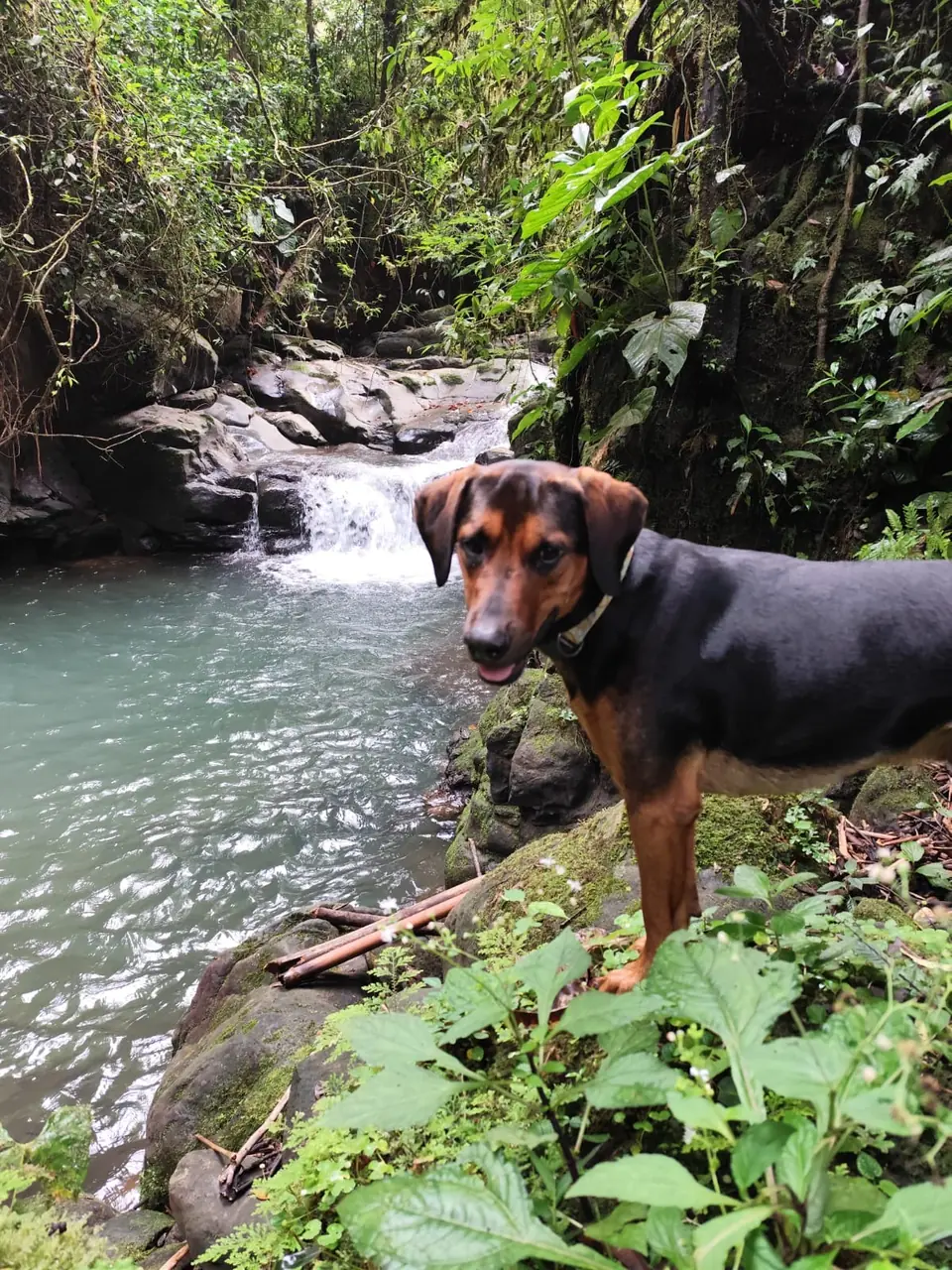 Loki the black-and-tan jungle dog standing on a rock beside a rainforest river