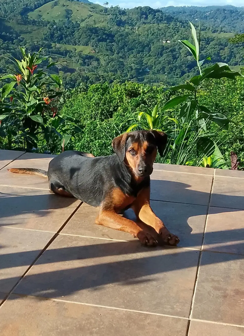 Loki resting on the terrace above a green Costa Rica valley