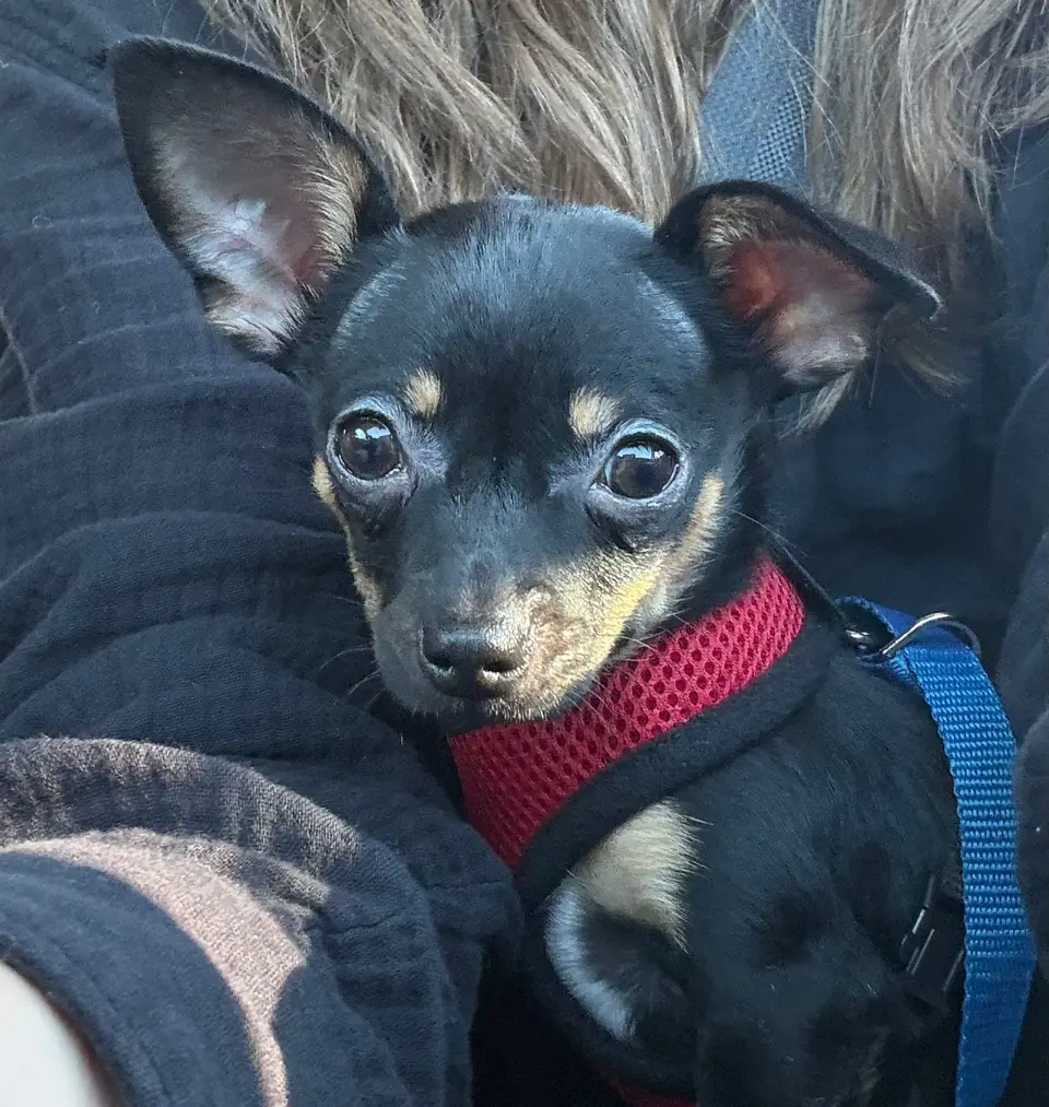 Peanut the tiny black-and-tan min pin chihuahua in a red harness