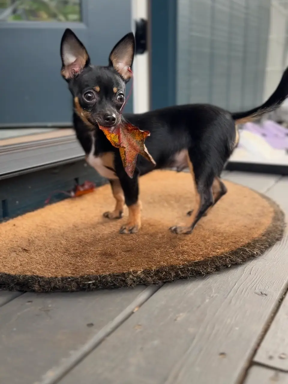 Peanut proudly holding an autumn leaf on the doormat
