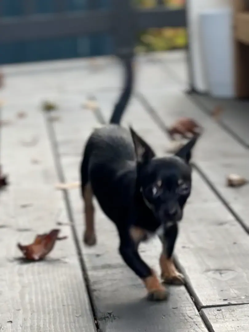 Peanut sprinting across the deck toward the camera